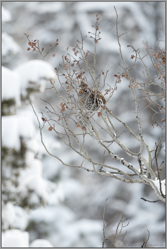 hoch oben im Baum.. Kragenhuhn *Bonasa umbellus*