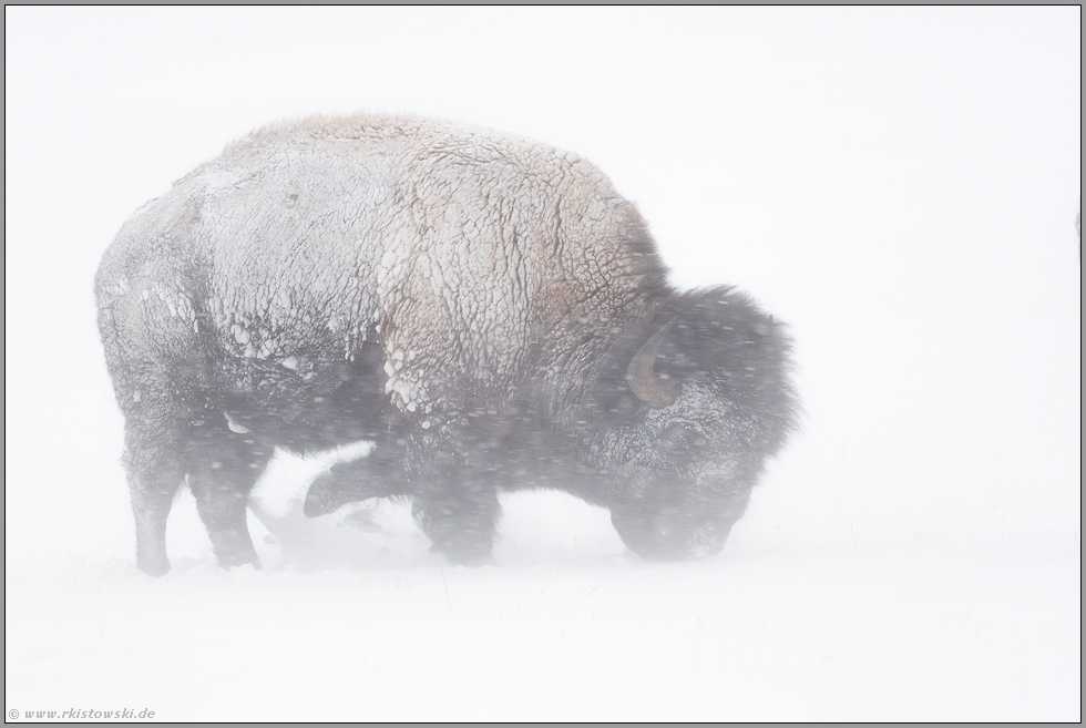 im Schneesturm... Amerikanischer Bison *Bison bison*