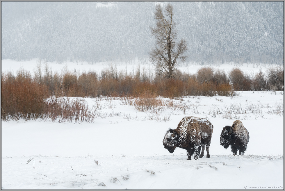 im Lamar Valley... Amerikanischer Bison *Bison bison*