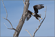 schwungvoll... Weisskopfseeadler *Haliaeetus leucocephalus*