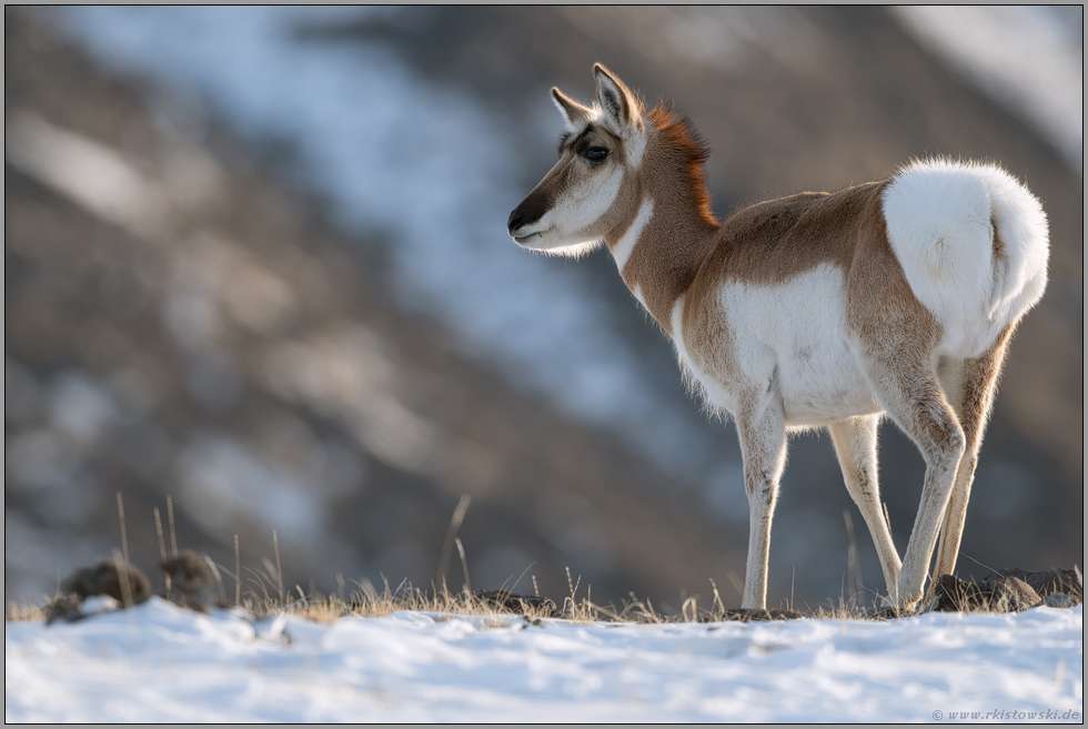 auffallend buschiger Spiegel... Gabelbock *Antilocapra americana*