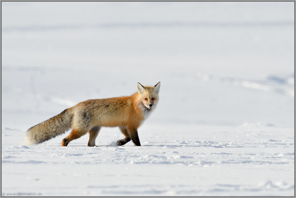 im dichten Winterfell... Amerikanischer Rotfuchs *Vulpes vulpes fulva*