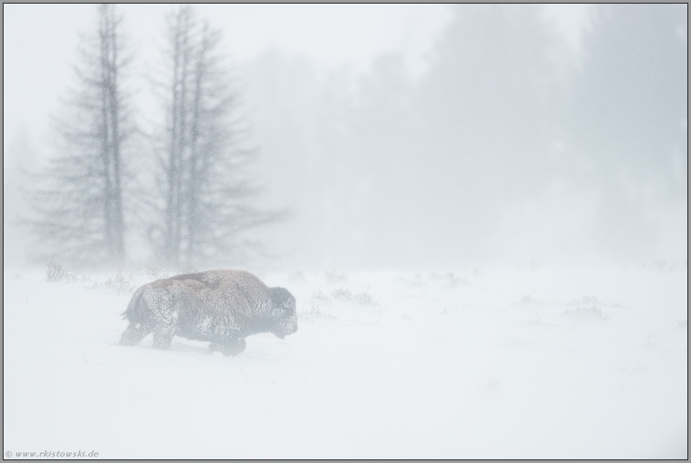 harte Zeiten...  Amerikanischer Bison *Bison bison*