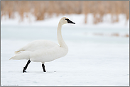 aufrechter Hals... Trompeterschwan *Cygnus buccinator*