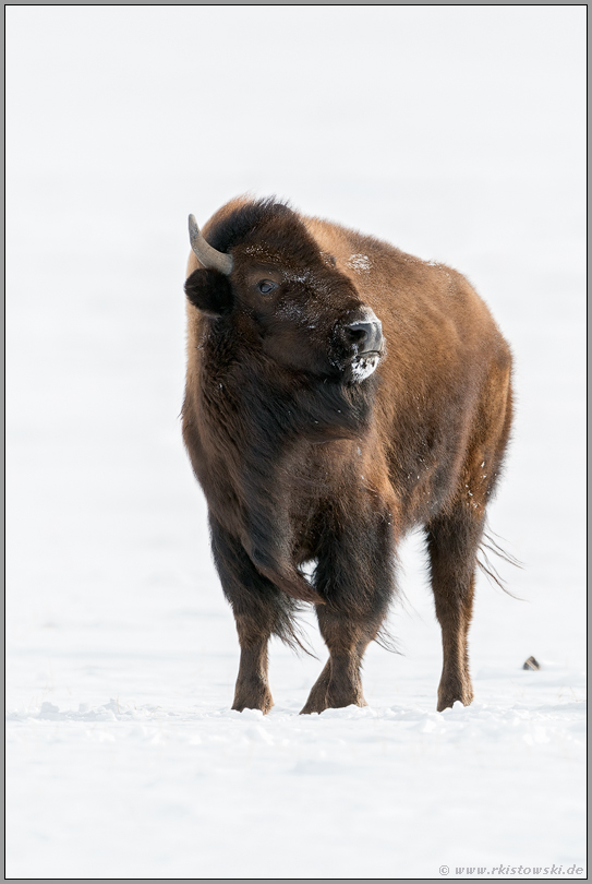 abschätzender Blick... Amerikanischer Bison *Bison bison*