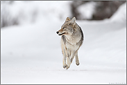 erschrocken... Kojote *Canis latrans*