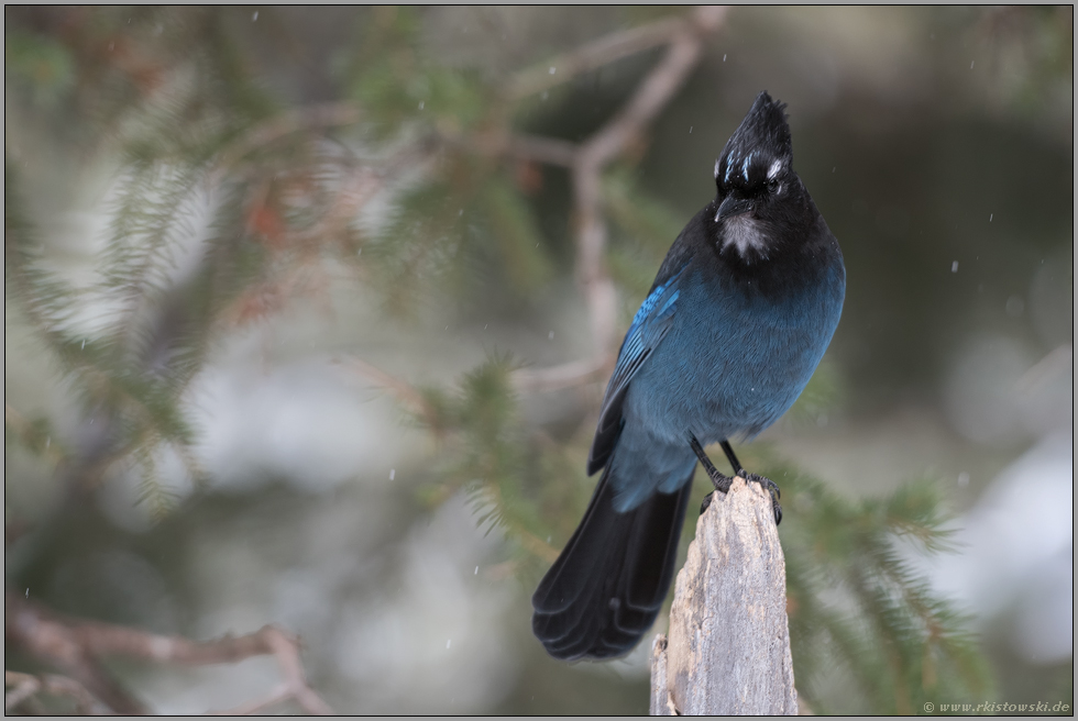 argwöhnischer Blick... Diademhäher *Cyanocitta stelleri*