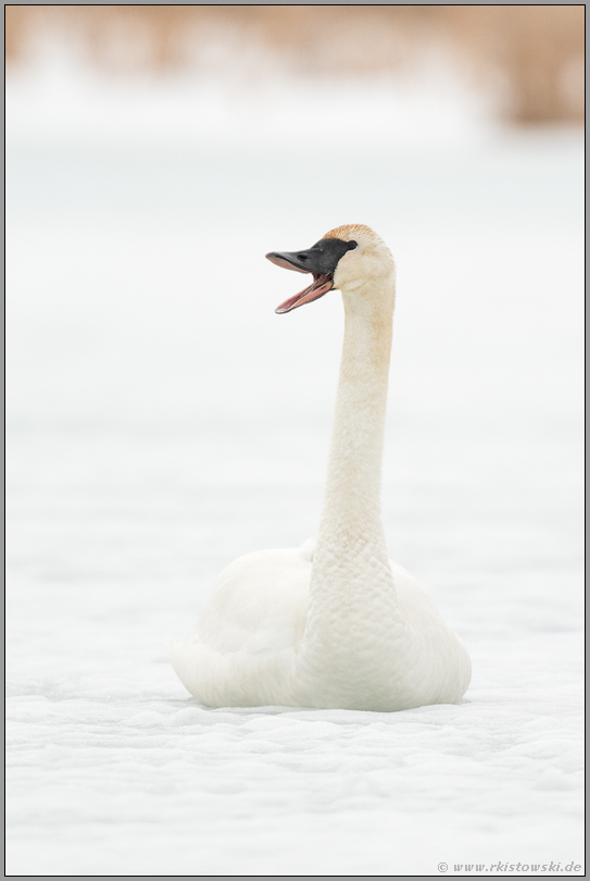 laut trompetend... Trompeterschwan *Cygnus buccinator*