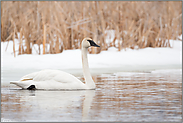 noch immer bedroht... Trompeterschwan *Cygnus buccinator*