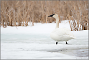 auf dem zugefrorenen Fluss... Trompeterschwan *Cygnus buccinator*