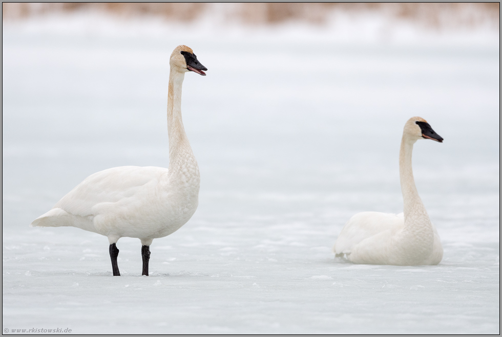 gesellig... Trompeterschwan *Cygnus buccinator*