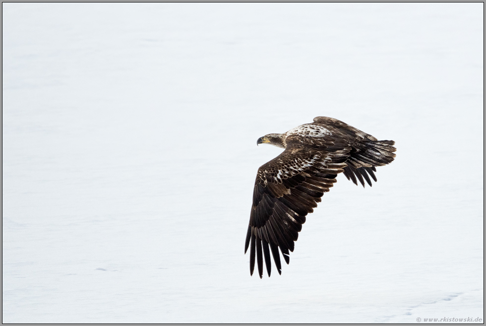 Abflug... Weisskopfseeadler *Haliaeetus leucocephalus*