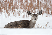 Segelöhrchen... Maultierhirsch *Odocoileus hemionus*