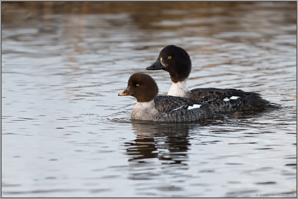 Mutter und Tochter... Spatelente *Bucephala islandica*