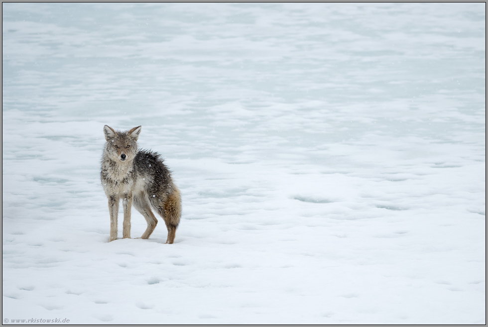 nass bis auf die Haut... Kojote *Canis latrans*