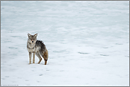 nass bis auf die Haut... Kojote *Canis latrans*