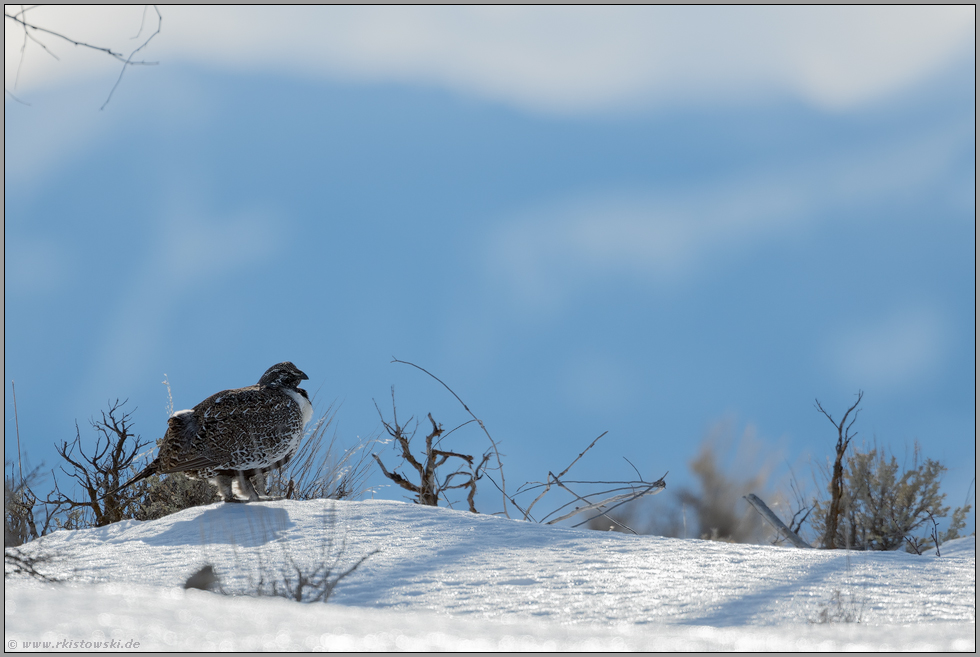 im Winter... Beifußhuhn *Centrocercus urophasianus*