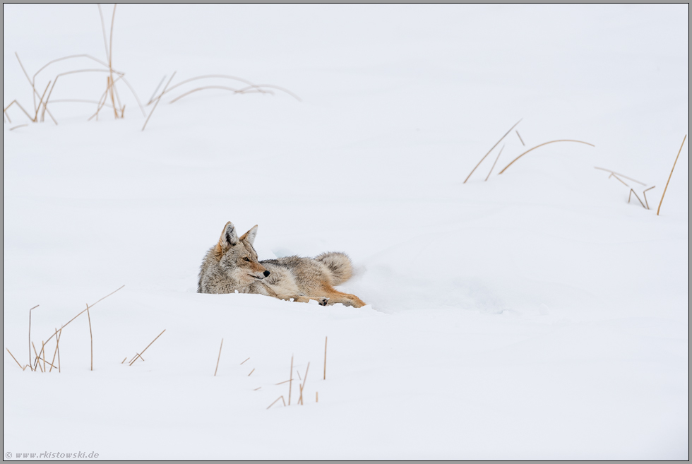 im Schnee... Kojote *Canis latrans*