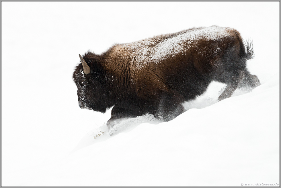 im weißen Nichts...  Amerikanischer Bison *Bison bison*