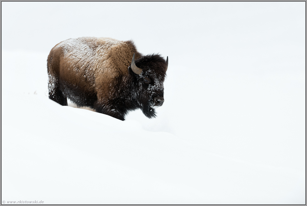 ganz in Weiss... Amerikanischer Bison *Bison bison*