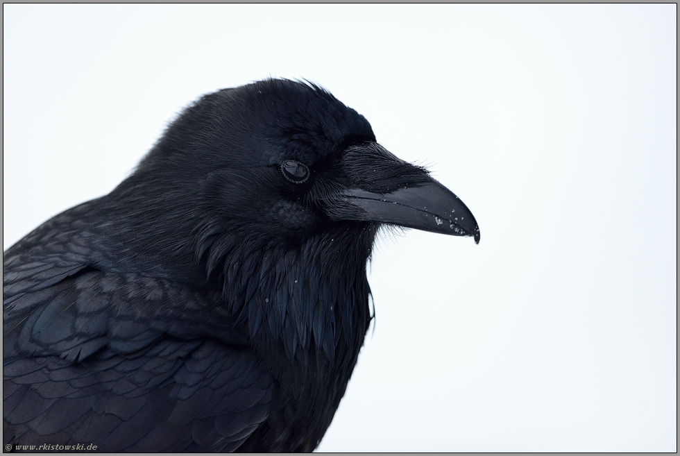 Rabenportrait... Kolkrabe *Corvus corax*