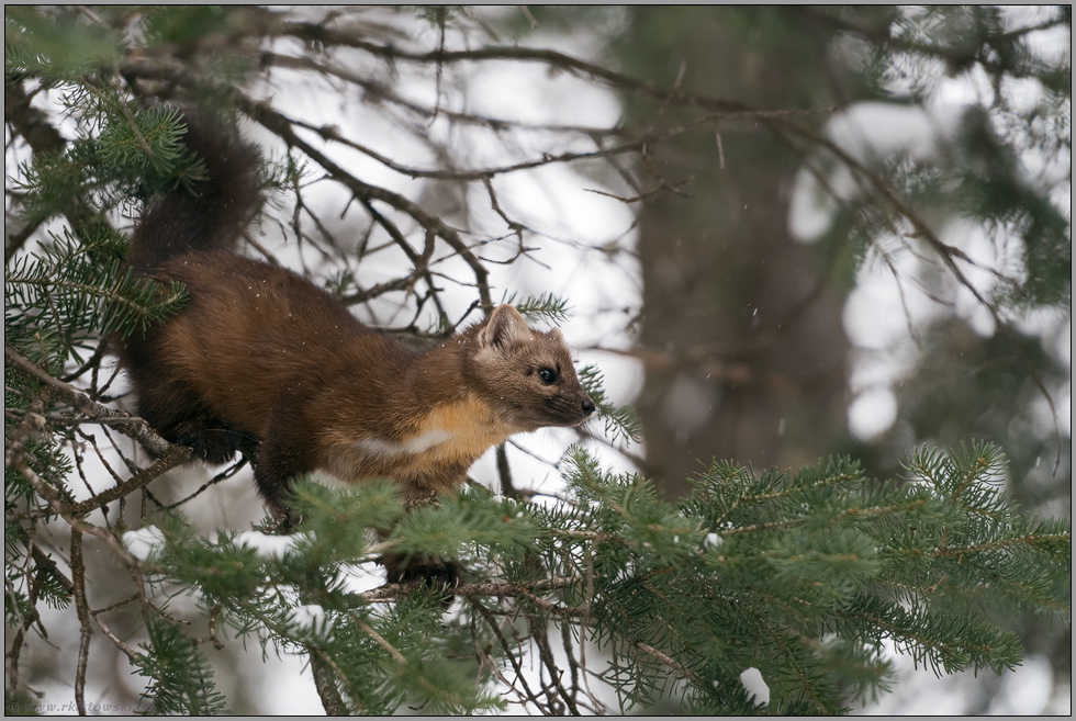 scheuer Waldbewohner... Amerikanischer Baummarder *Martes americana*