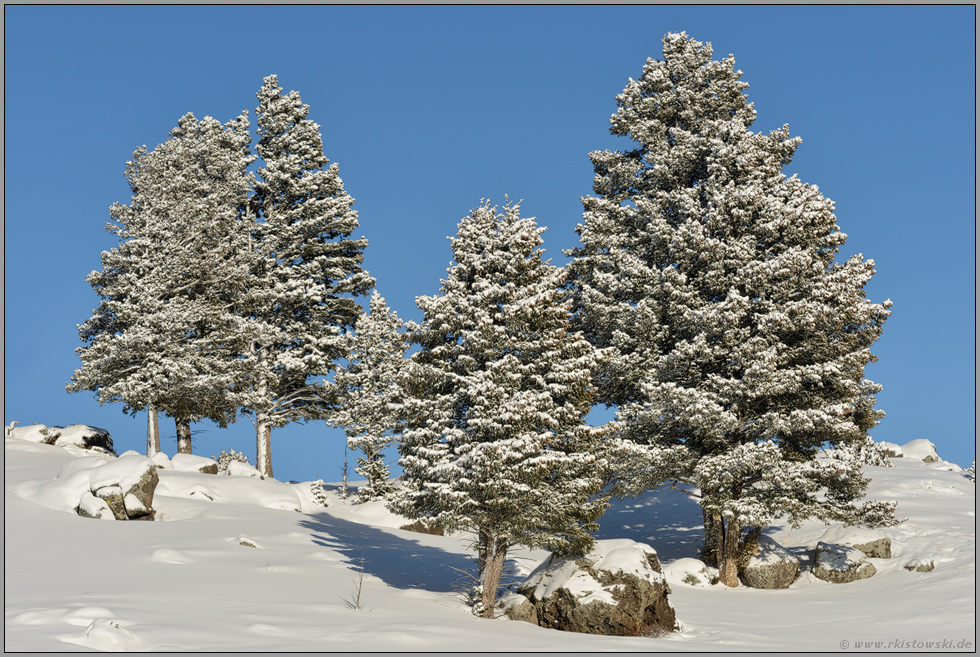 tiefblauer Himmel und ein paar Fichten... Yellowstone Nationalpark *Nordamerika*