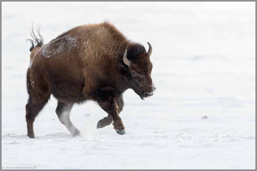 Freudensprünge... Amerikanischer Bison *Bison bison*