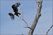 der Abflug... Weisskopfseeadler *Haliaeetus leucocephalus*