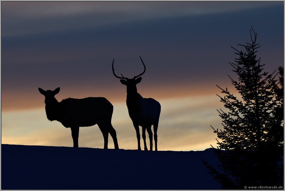 Gute Nacht... Wapiti *Cervus canadensis*