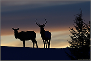 Gute Nacht... Wapiti *Cervus canadensis*