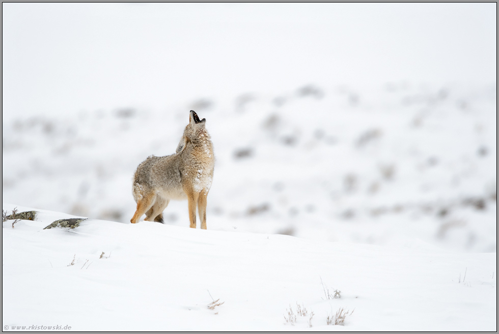 Kojotengeheul... Kojote *Canis latrans*