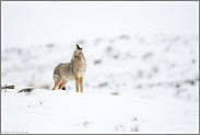 Kojotengeheul... Kojote *Canis latrans*