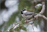 schwarz weiß gestreifter Kopf... Gambelmeise *Parus gambeli*