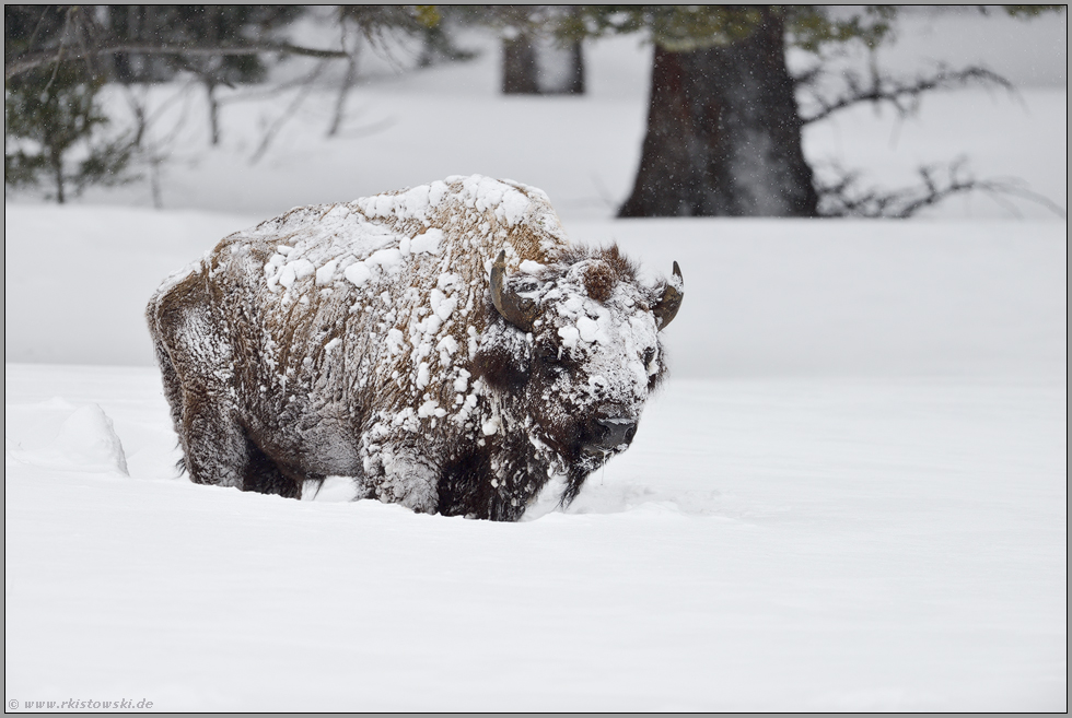 eis- und schneeverkrustet...  Amerikanischer Bison *Bison bison*