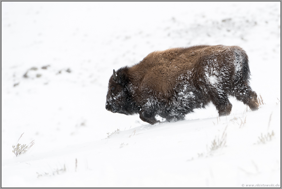 pure Kraft... Amerikanischer Bison *Bison bison*