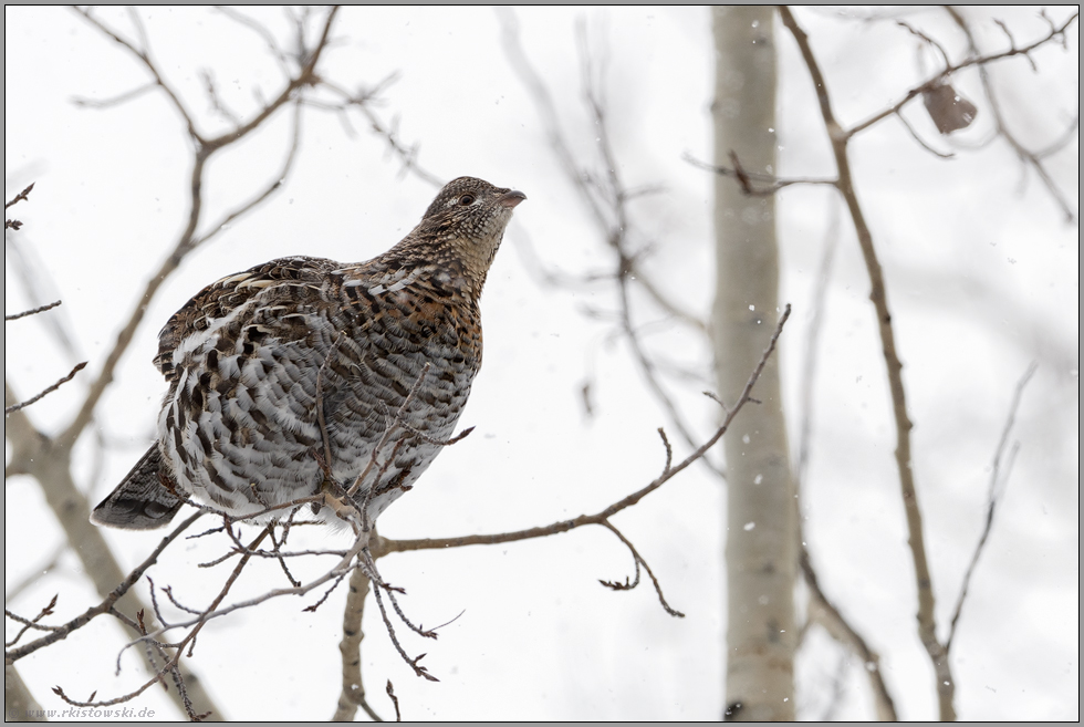 bei der Nahrungssuche... Kragenhuhn *Bonasa umbellus*