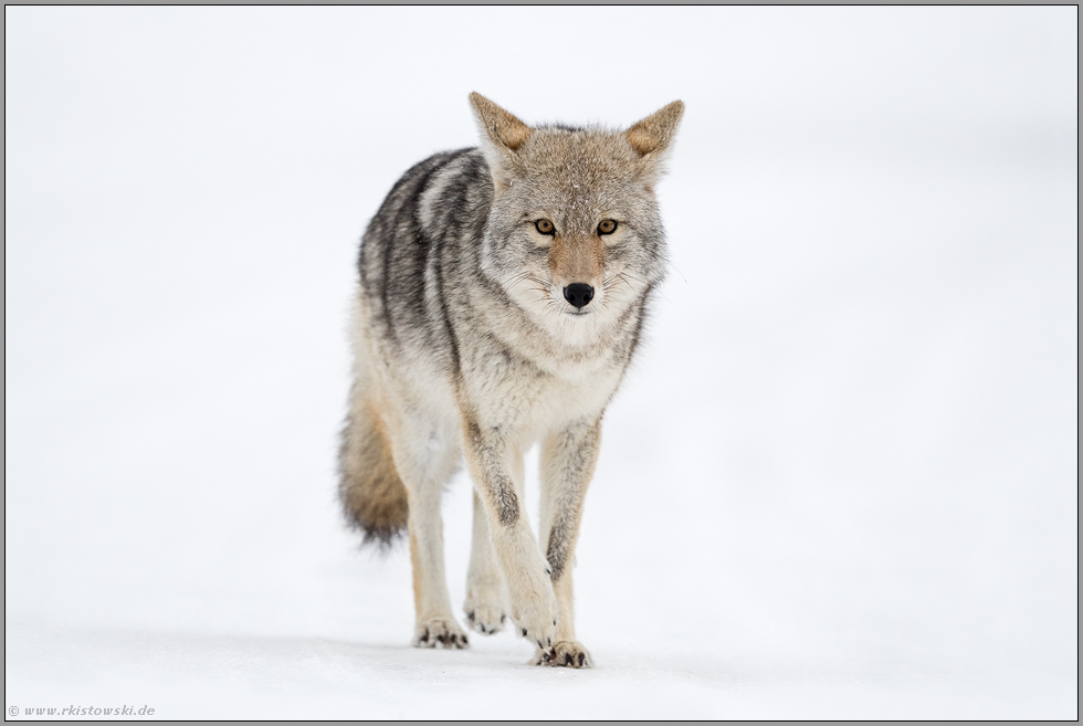 Blickkontakt... Kojote *Canis latrans*