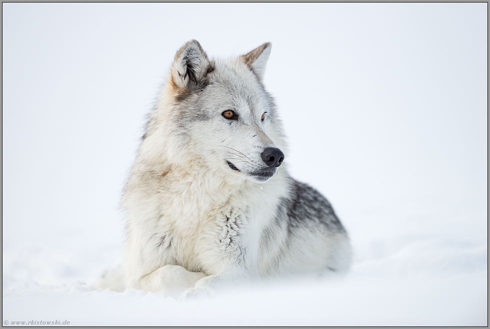 ein schönes Tier... Timberwolf *Canis lupus lycaon*