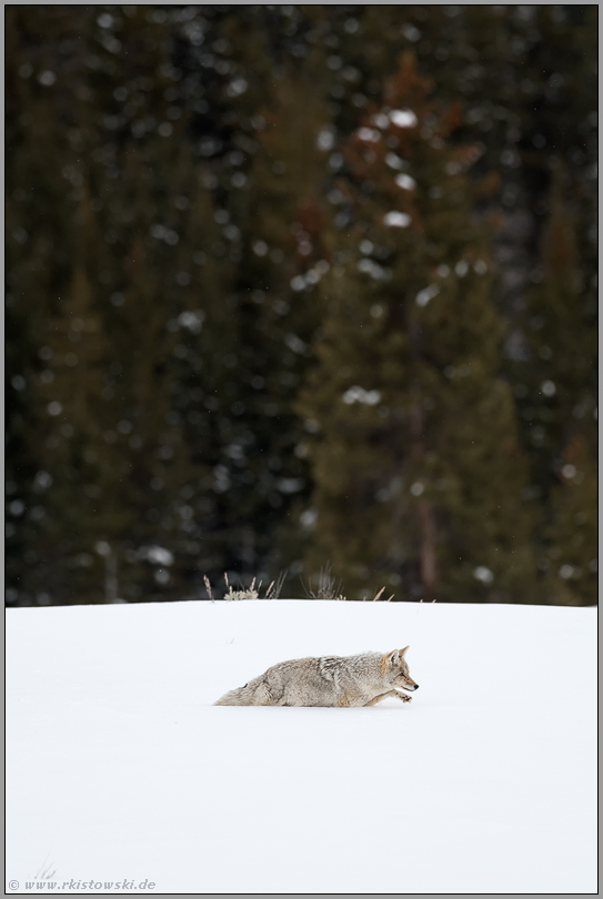 zu später Stunde... Kojote *Canis latrans*