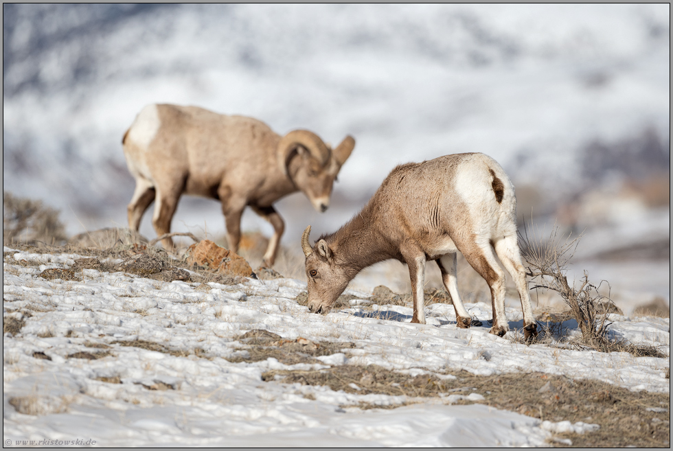 Geschlechtsunterschiede... Dickhornschafe *Ovis canadensis*