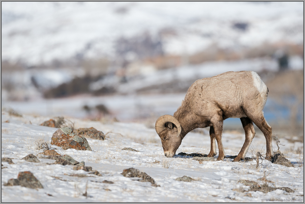 äsend... Dickhornschaf *Ovis canadensis*