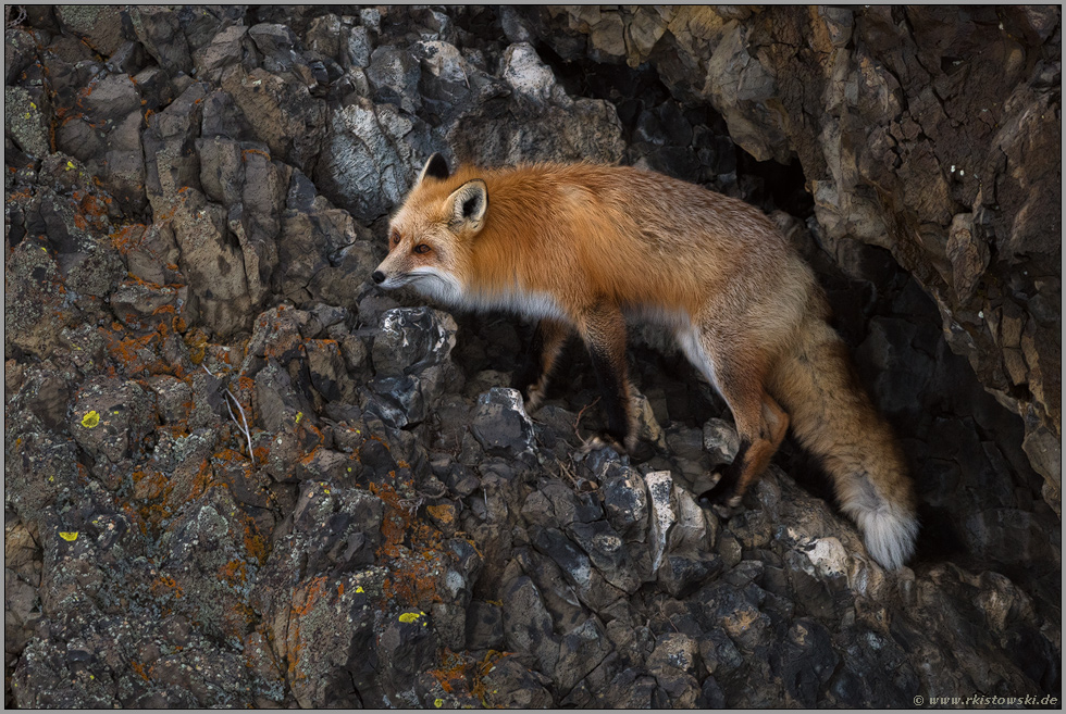 in den Felsen... Amerikanischer Rotfuchs *Vulpes vulpes fulva*