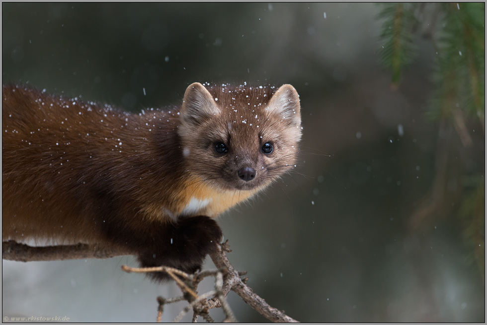 Augenblick... Amerikanischer Baummarder *Martes americana*