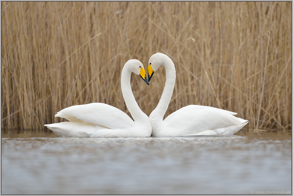 herzlich... Singschwan *Cygnus cygnus*