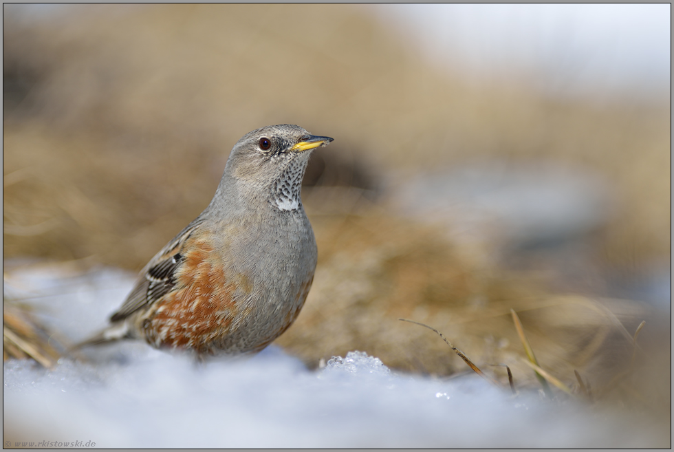 wenig scheu... Alpenbraunelle *Prunella collaris*