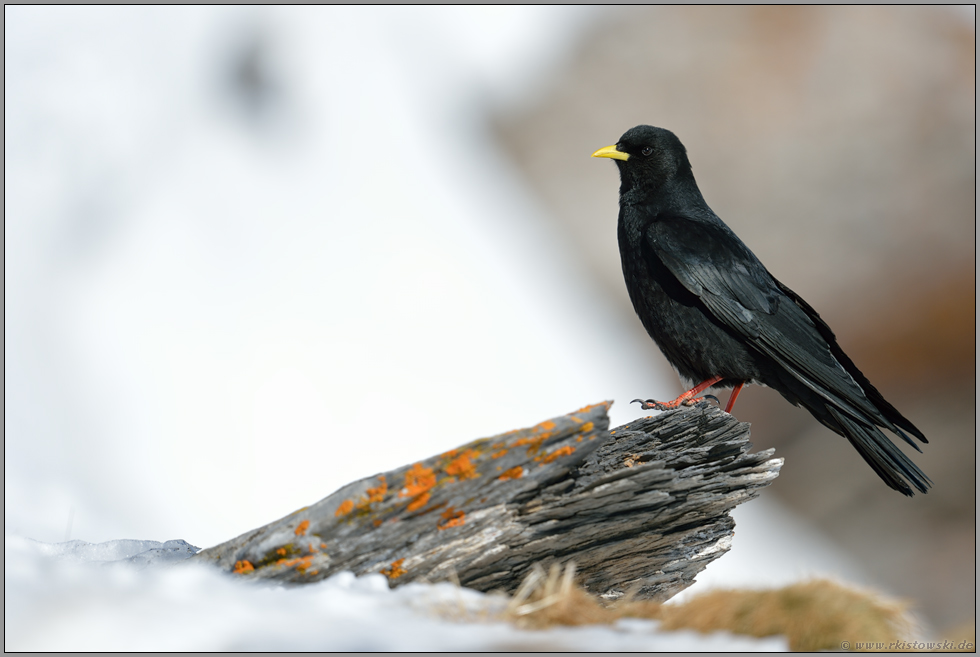 im Lebensraum... Alpendohle *Pyrrhocorax graculus*