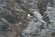 schneller Flug... Bartgeier *Gypaetus barbatus*