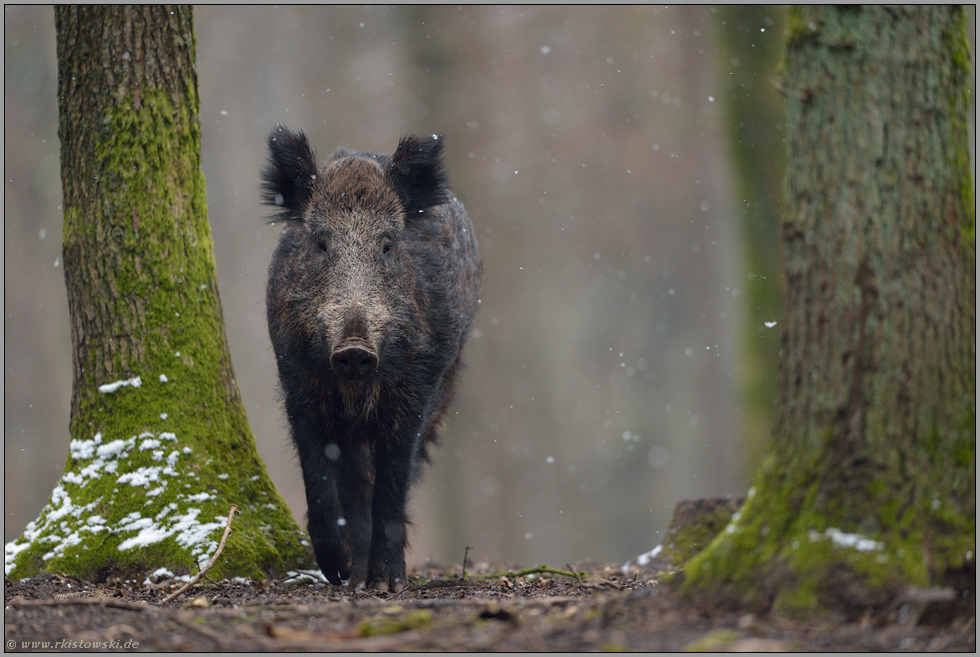 leichter Schneefall... Wildschwein *Sus scrofa*