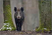 leichter Schneefall...  Wildschwein *Sus scrofa*